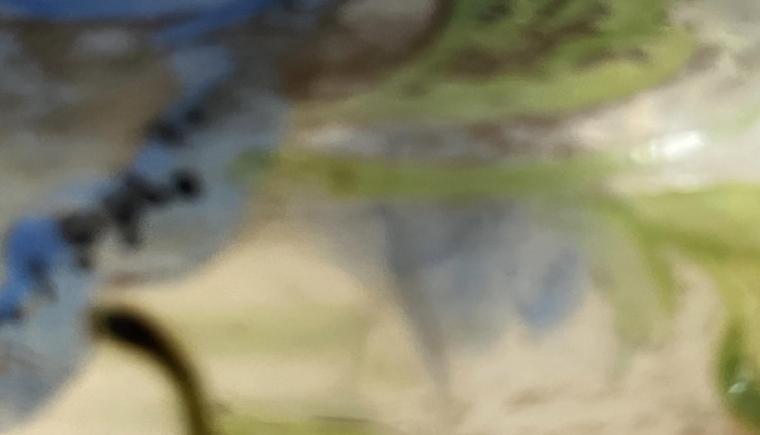 Les français régionaux dans l’espace francophone